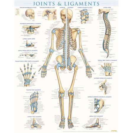 Barcharts BarCharts 9781423228714 Joints & Ligaments - Laminated Quickstudy Easel 9781423228714